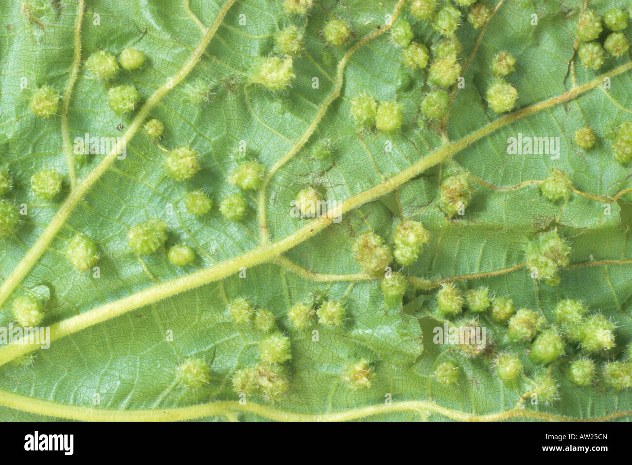 Reblaus, Traube Reblaus (Viteus Vitifolii, Viteus Vitifoliae), Gallen an gemeinsamen Traube Weinblatt (Vitis Vinfera) Stockfoto