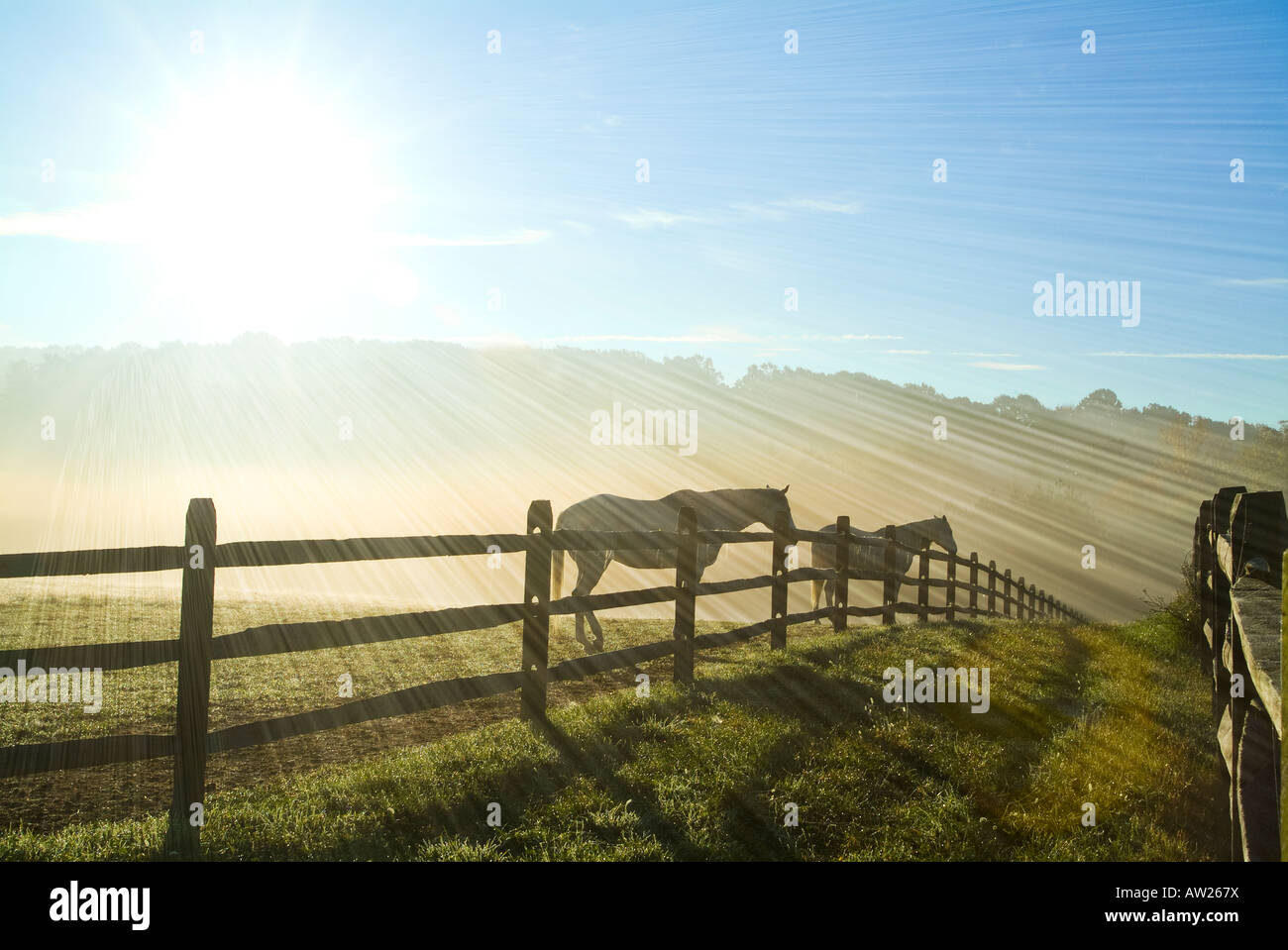 Pferde und Sonne Lichtstrahlen Streifen Licht Weide Farm Ambler Pennsylvania USA Stockfoto