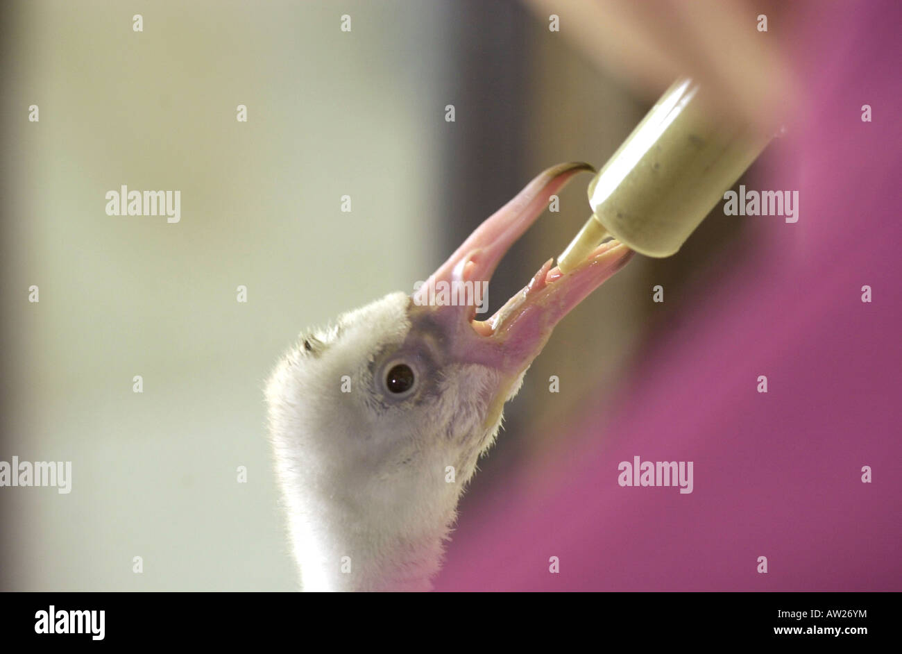 Flamingo Küken feeds aus einer Spritze im Whipsnade Zoo UK Stockfoto