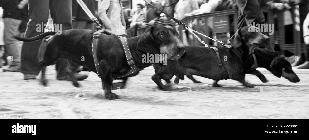 Hunde, Benidas San Antoni Stockfoto