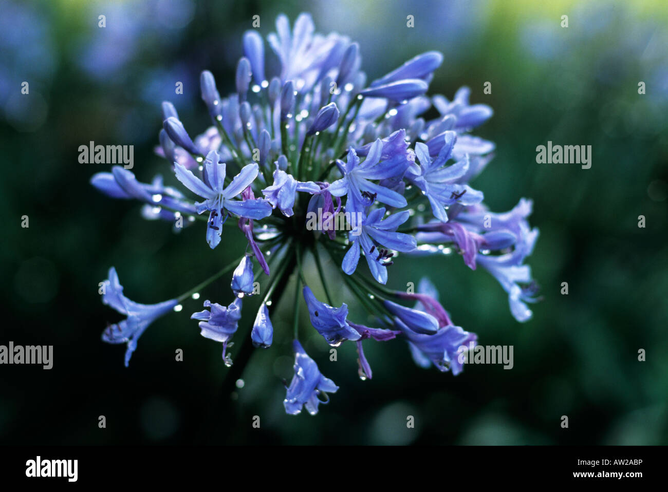 Agapanthus in voller Blüte im Morgentau Stockfoto