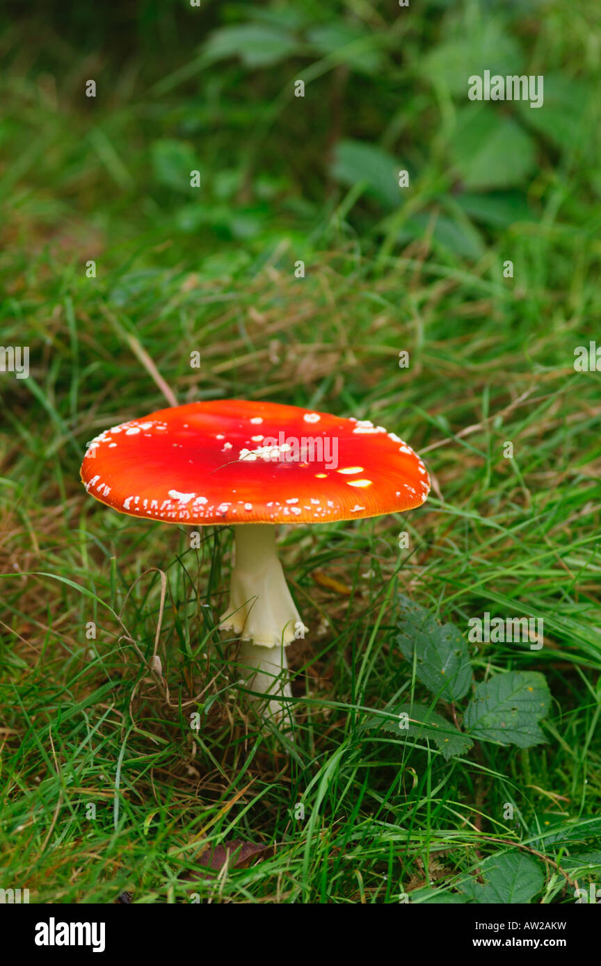 Amanita Muscaria Fliegenpilz Stockfoto