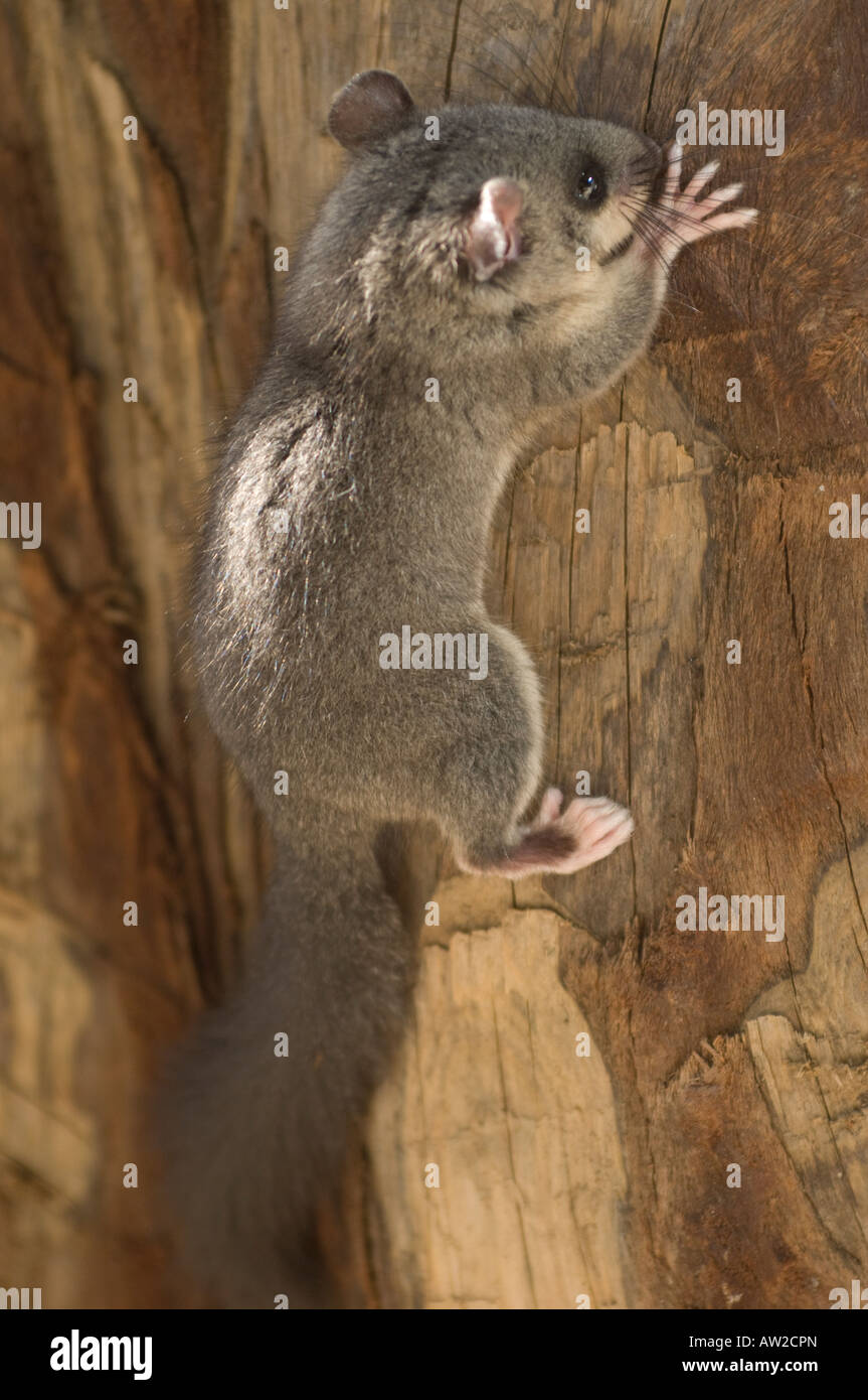 Siebenschläfer baum Fotos und Bildmaterial in hoher Auflösung Alamy