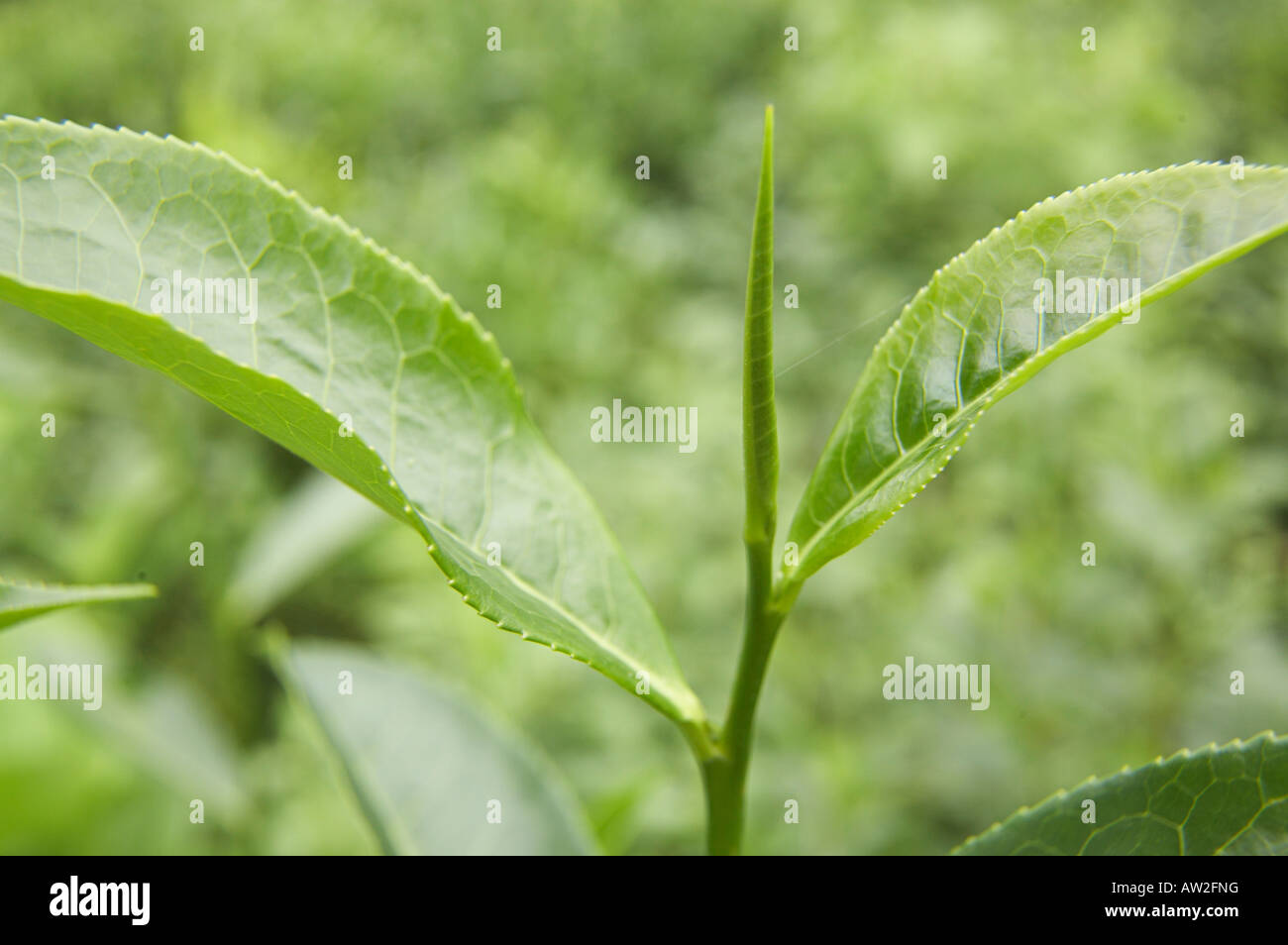 Oben auf eine Teepflanze, die bei der Ernte abgeholt wird Stockfoto