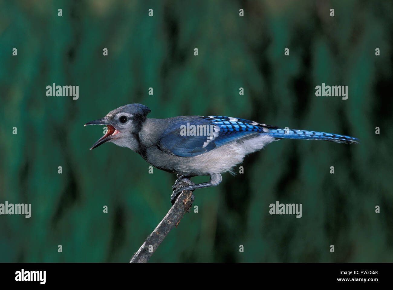 Blue Jay juvenile, Cyanocitta Cristata, Berufung. Stockfoto