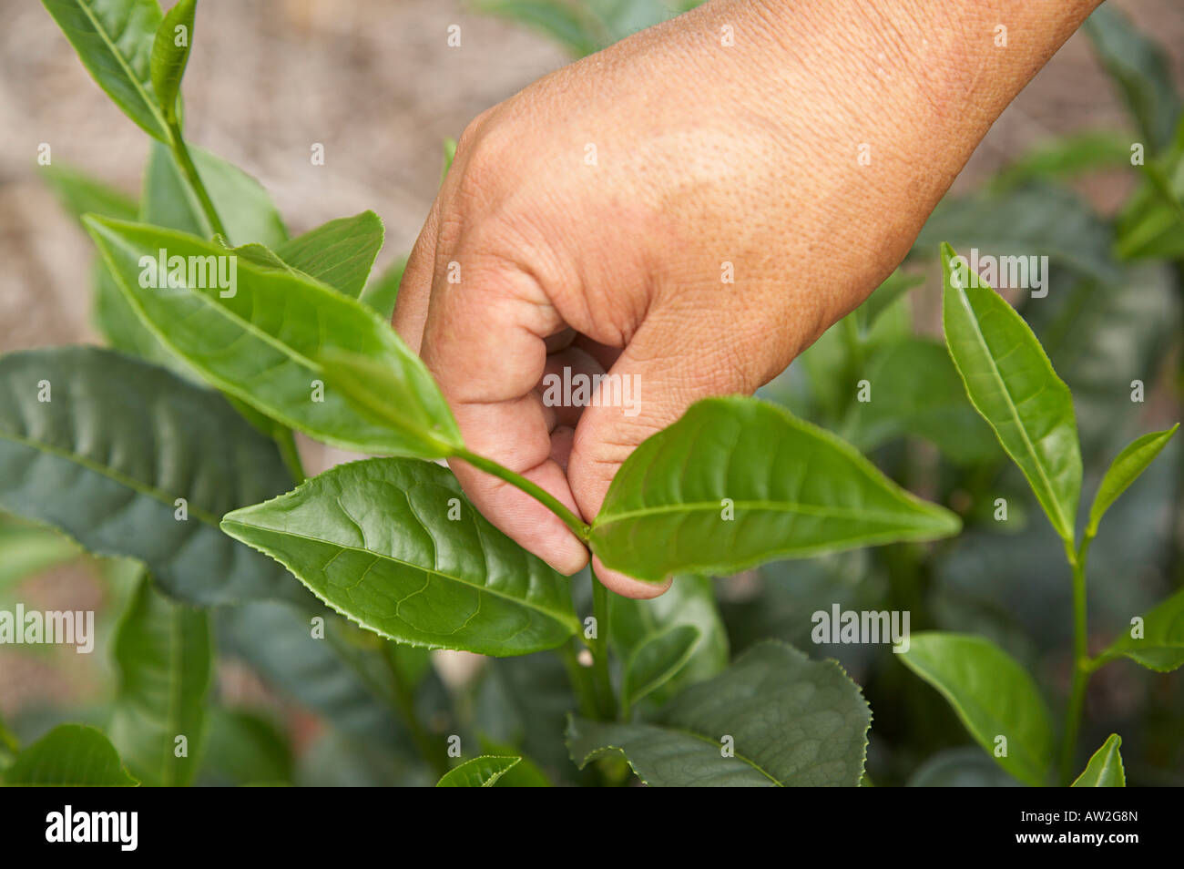 Der obere Teil der Teepflanze ist handverlesen, Spezialität grüner Tee machen Stockfoto