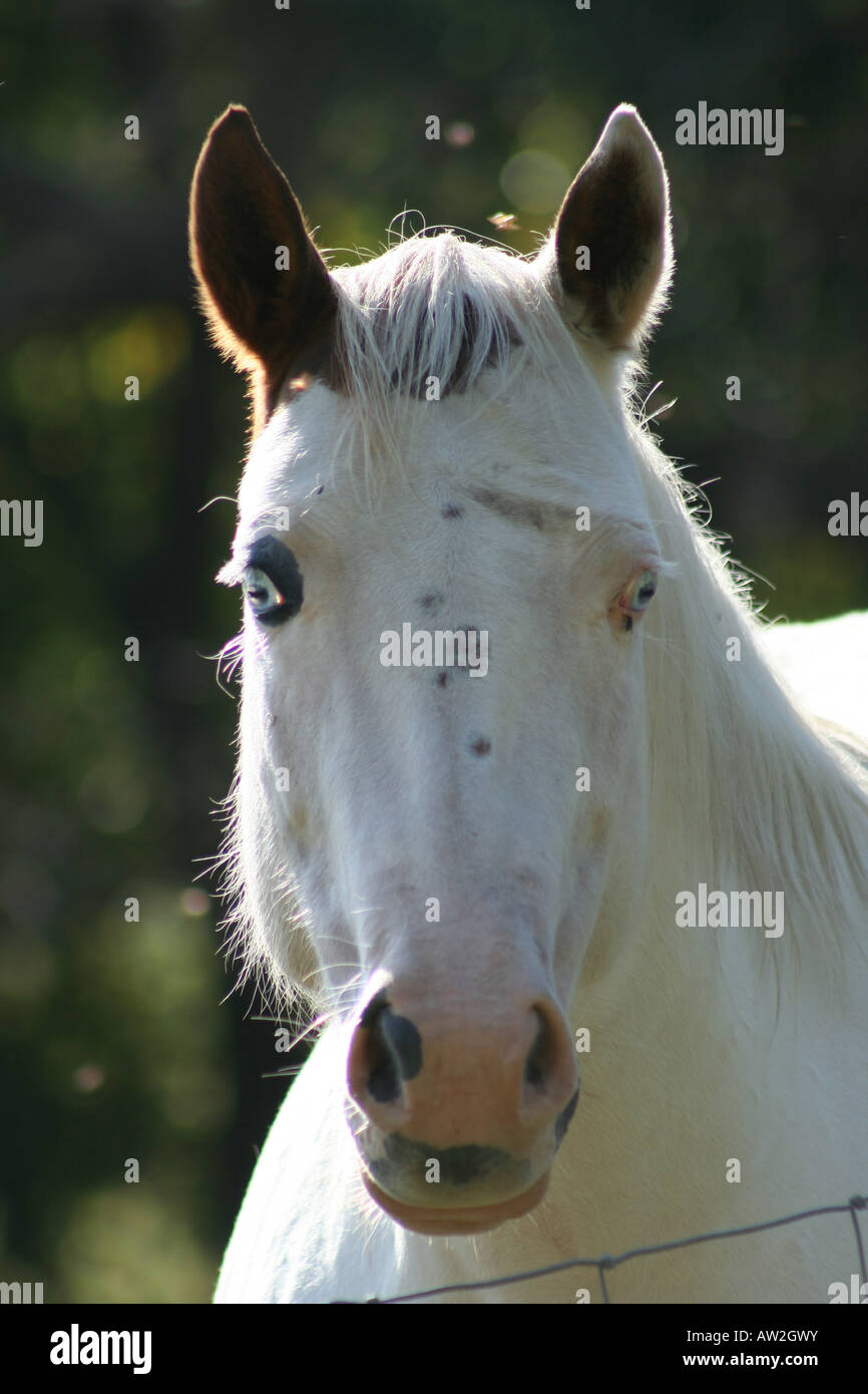 Weißes entdeckt Pferd mit blauen Augen Stockfoto