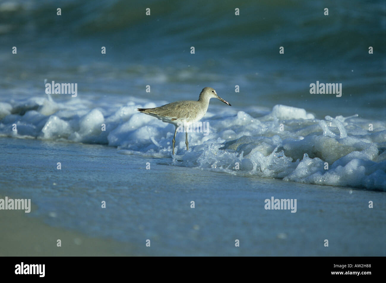 Willet in Surf, Bowmans Beach, Sanibel Island, Fla Stockfoto