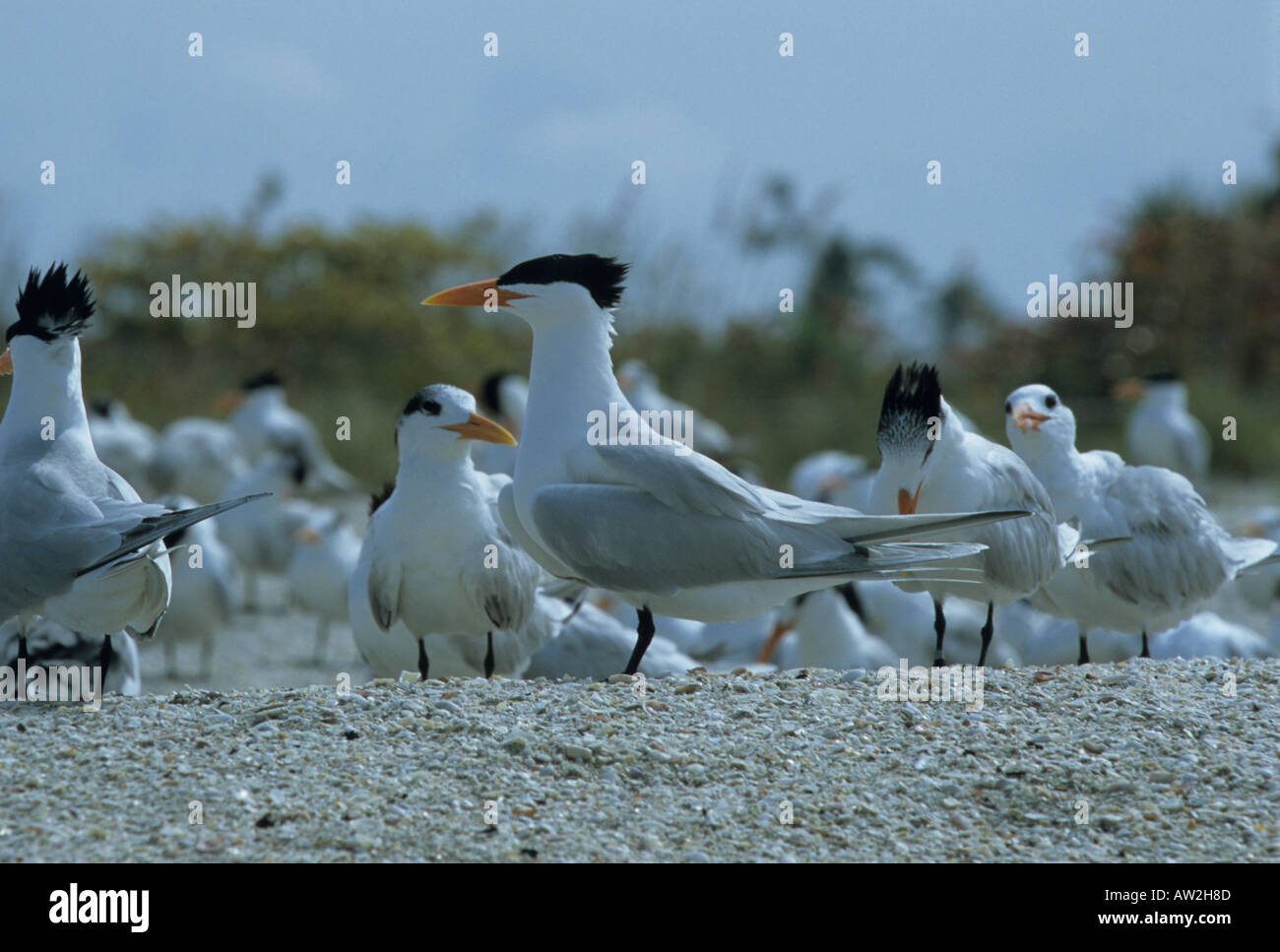 Königliche Tern auf Bowmans Beach, Sanibel Island, Fla Stockfoto