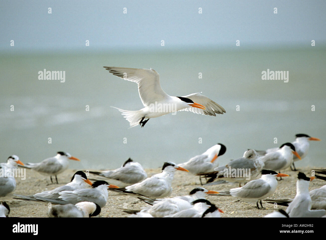 Königliche Seeschwalben auf Bowmans Beach, Sanibel Island Fla Stockfoto