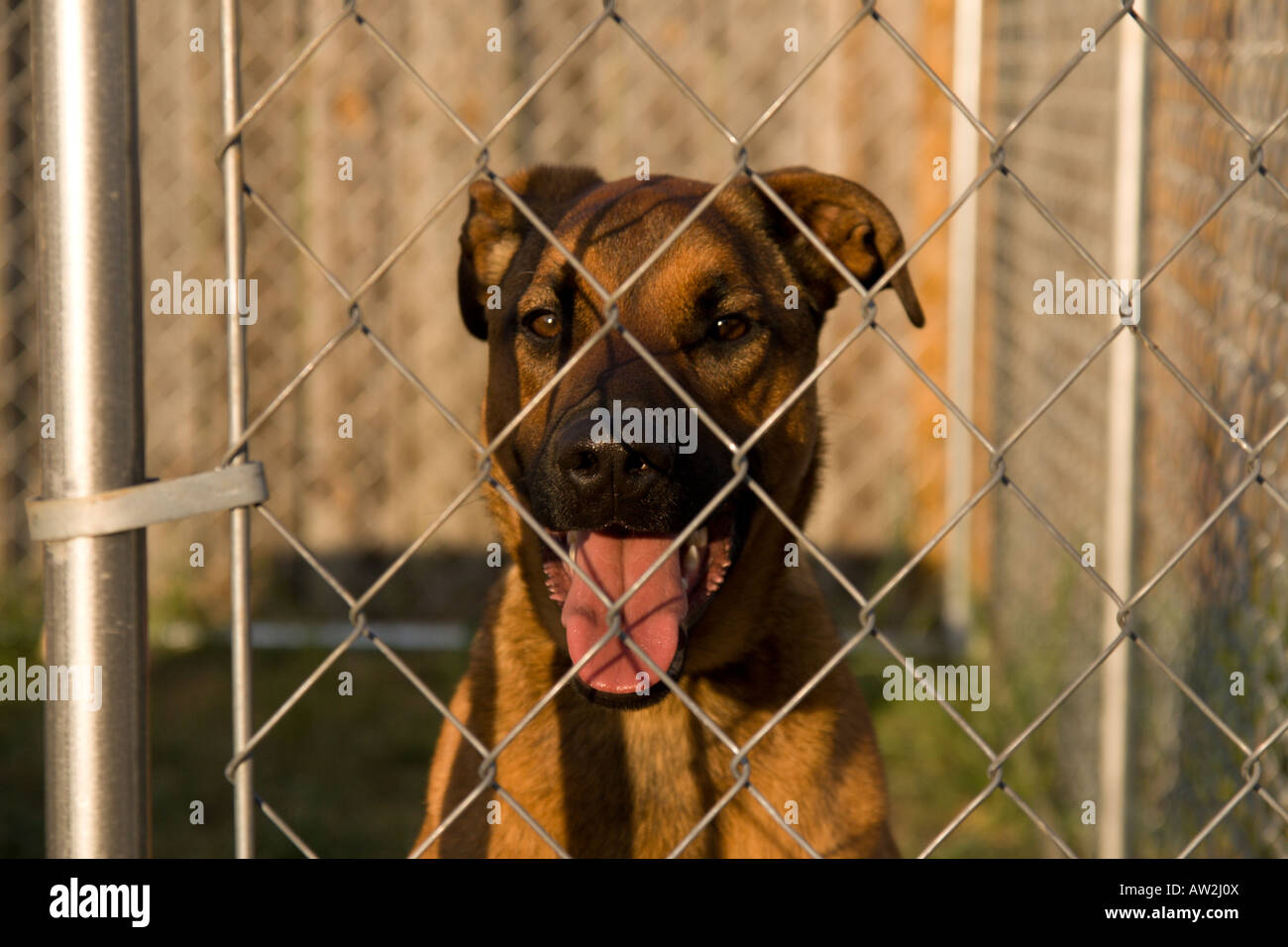 Keuchend hinter einem Maschendrahtzaun Zwinger Hund Stockfoto