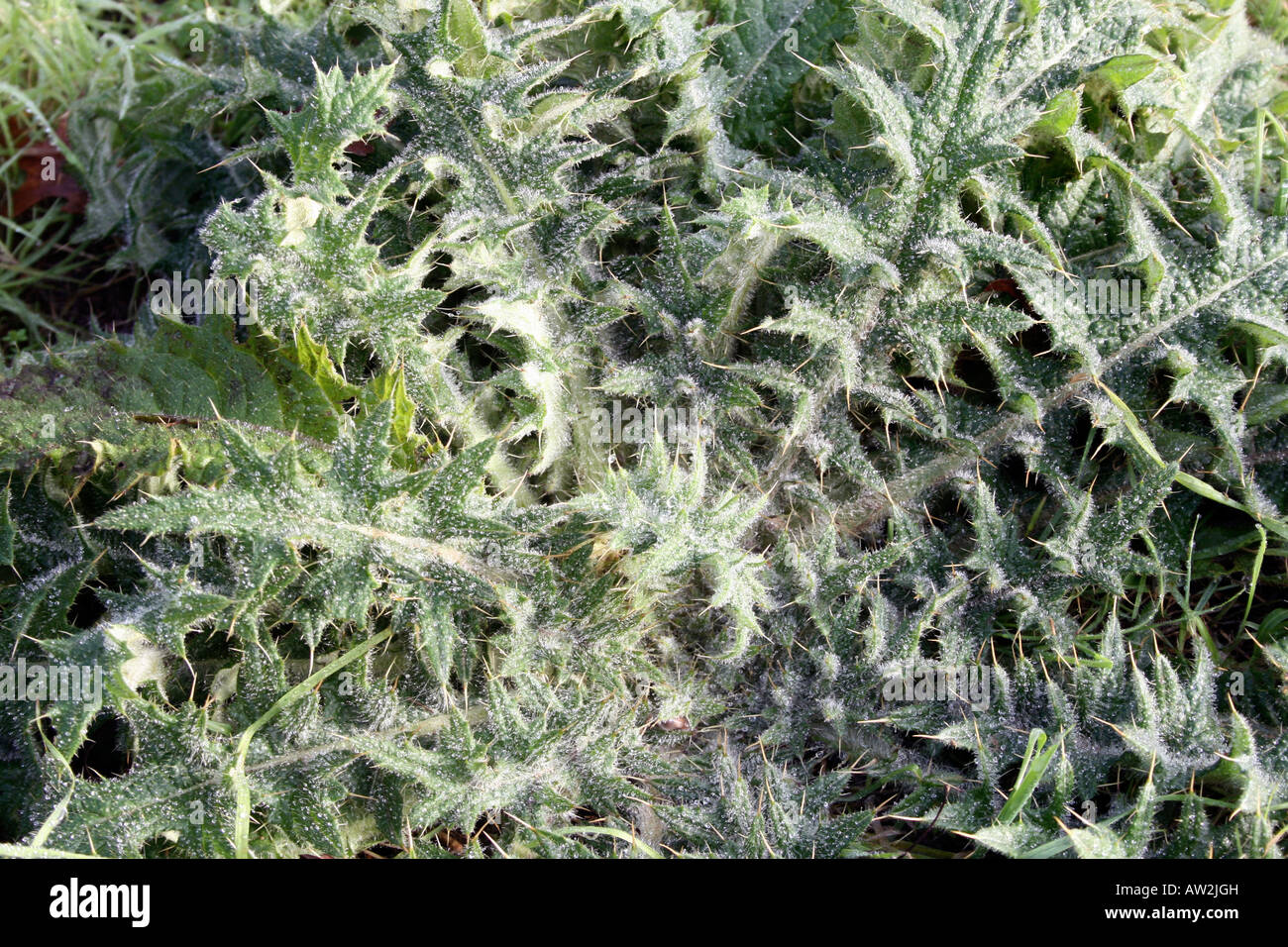 Gemeinsamen Distel weiß mit frost Stockfoto