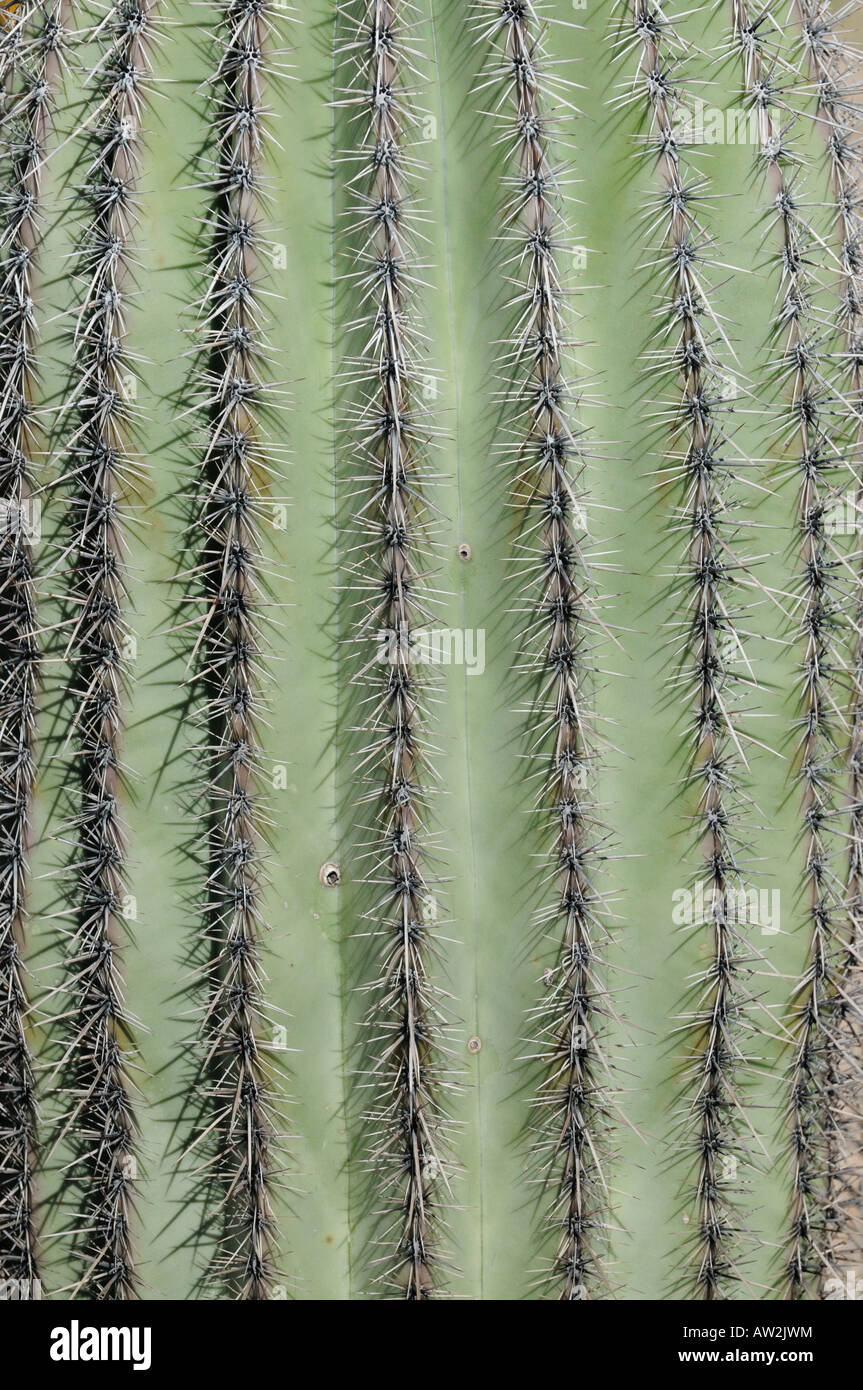 Nahaufnahme des Saguaro Kakteen Stacheln in der Wüste von Arizona Stockfoto