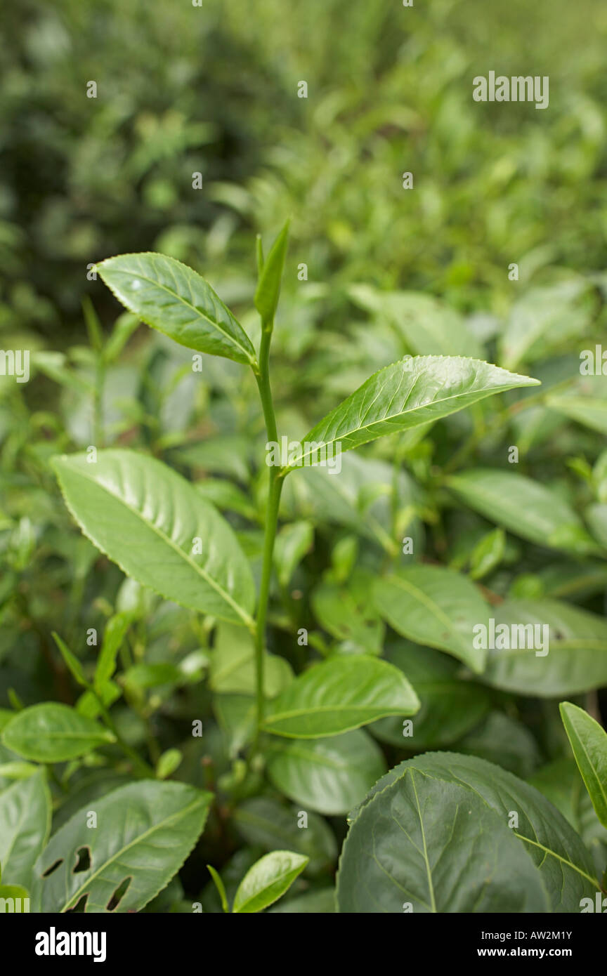 Oben auf eine Teepflanze, die bei der Ernte abgeholt wird Stockfoto