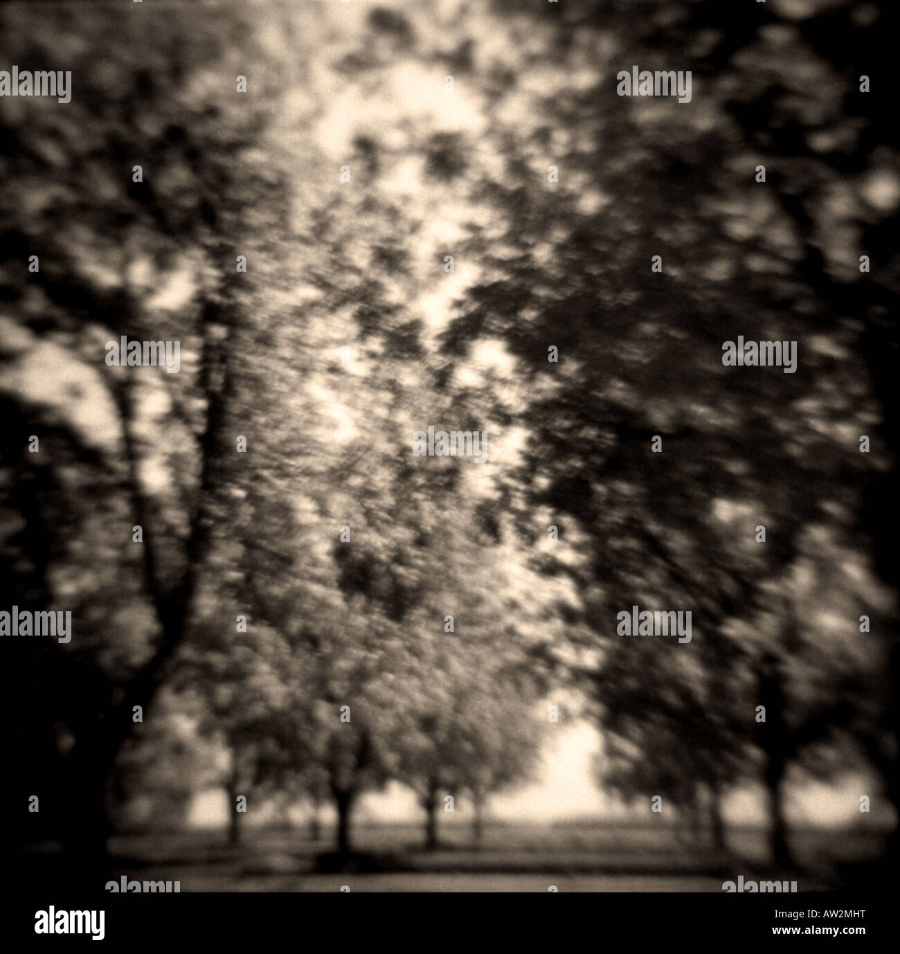 BW-Foto von einer Baumgruppe Pekannuss in einem Obstgarten Stockfoto