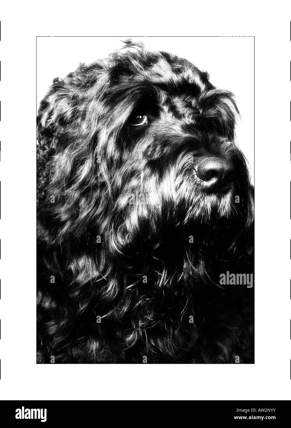 Schwarze Terrier. Stockfoto
