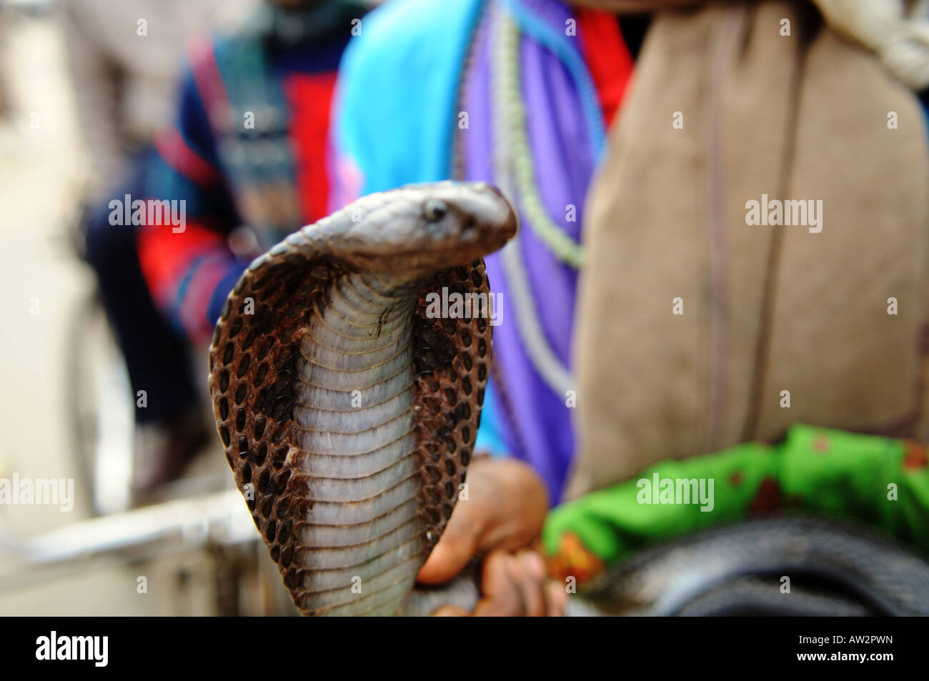 Eine stolze Cobra Schlange bei einem Schlangenbeschwörer Auftritt in Amritsar, Indien Stockfoto