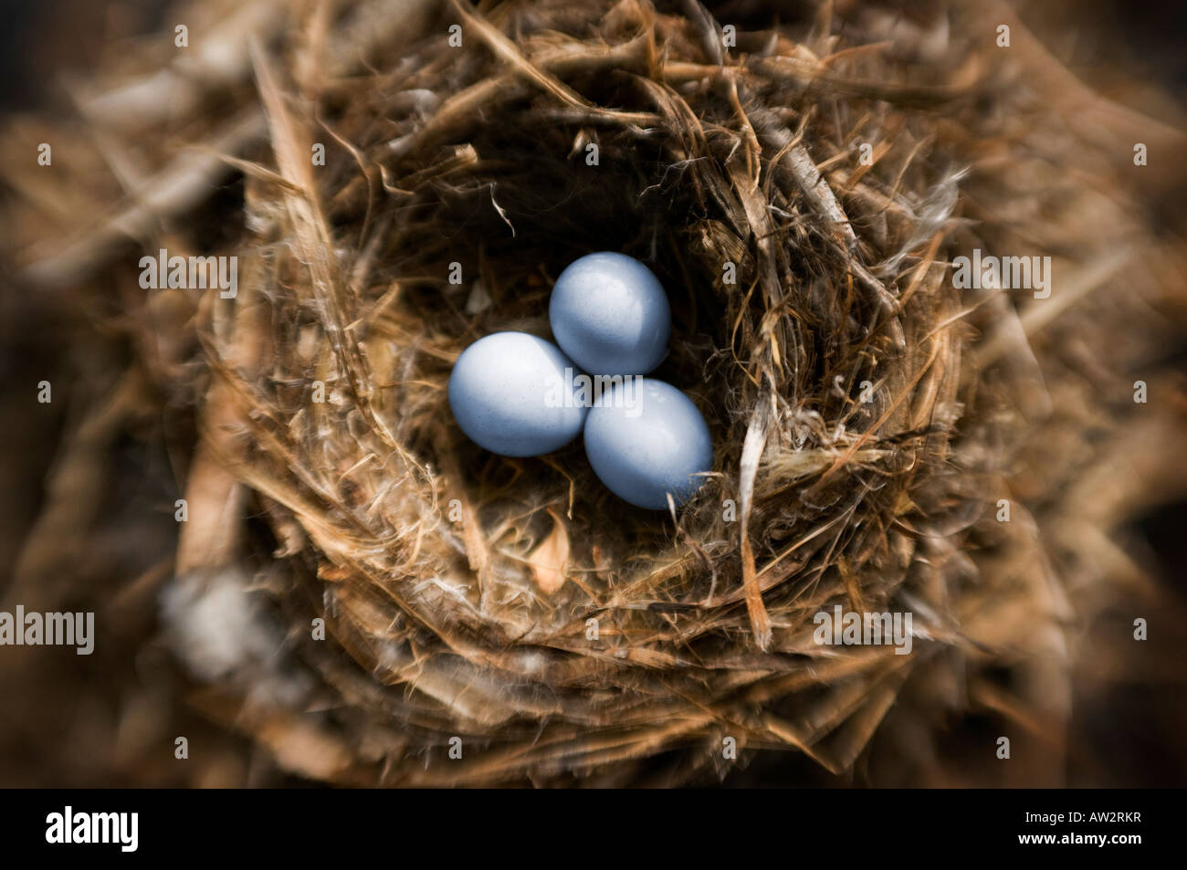 Threesmall Vogeleier im Nest selektiven Fokus Spezialeffekt Stockfoto