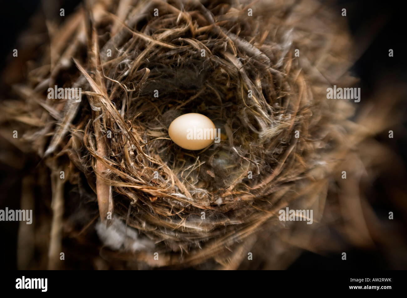 einzelne kleine Vogeleier im Nest selektiven Fokus Spezialeffekt Stockfoto