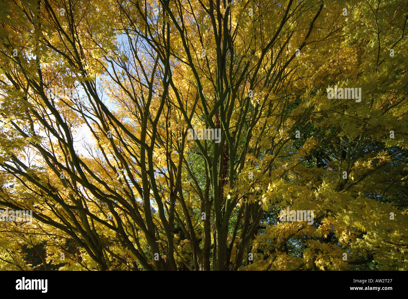 zündeten Arboretum in der Nähe von Moreton in den Sumpf der Cotswolds, fotografiert im Herbst Gloucestershire England Midlands touristischen touri Stockfoto