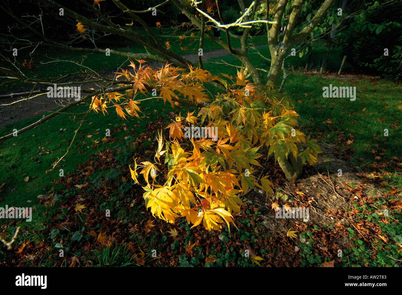 zündeten Arboretum in der Nähe von Moreton in den Sumpf der Cotswolds, fotografiert im Herbst Gloucestershire England Midlands touristischen touri Stockfoto