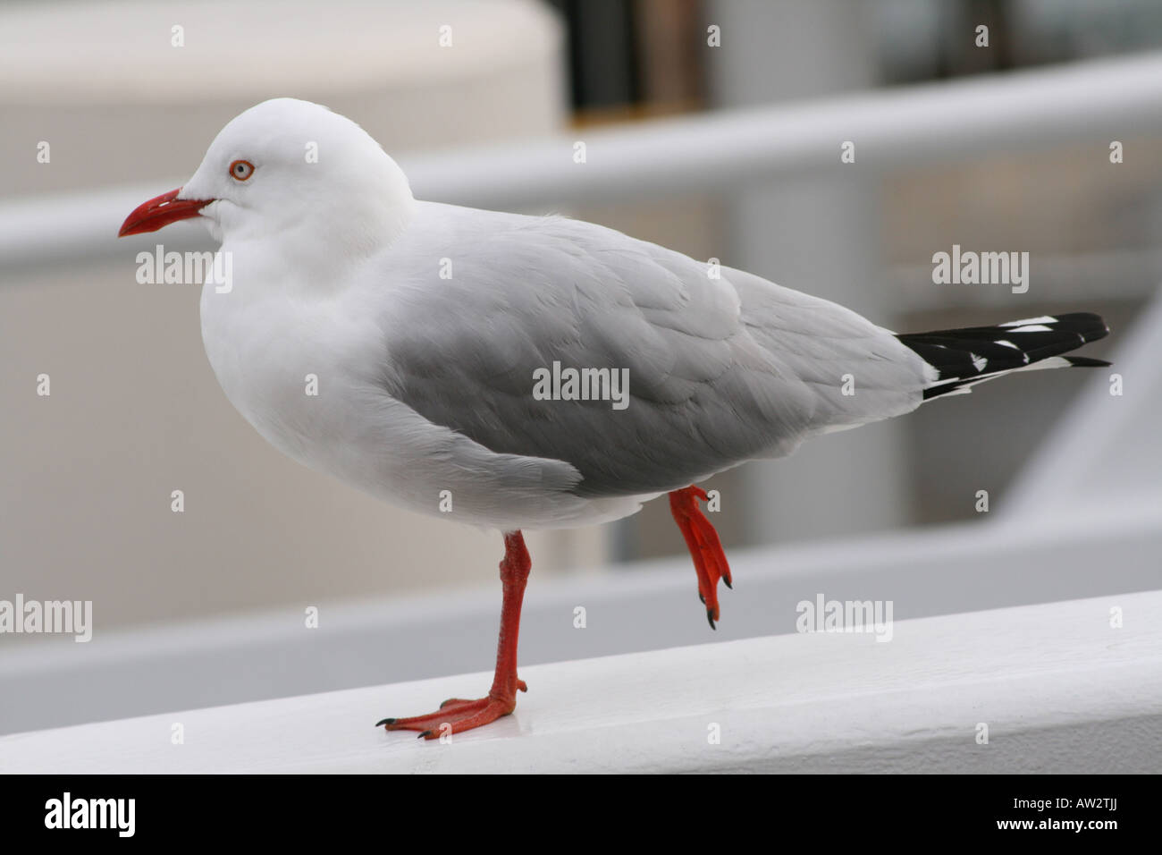 Seagull (silberne Möwe) [außerhalb Sydney Aquarium, Darling Harbour, Sydney, New South Wales, Australien, Ozeanien]. Stockfoto