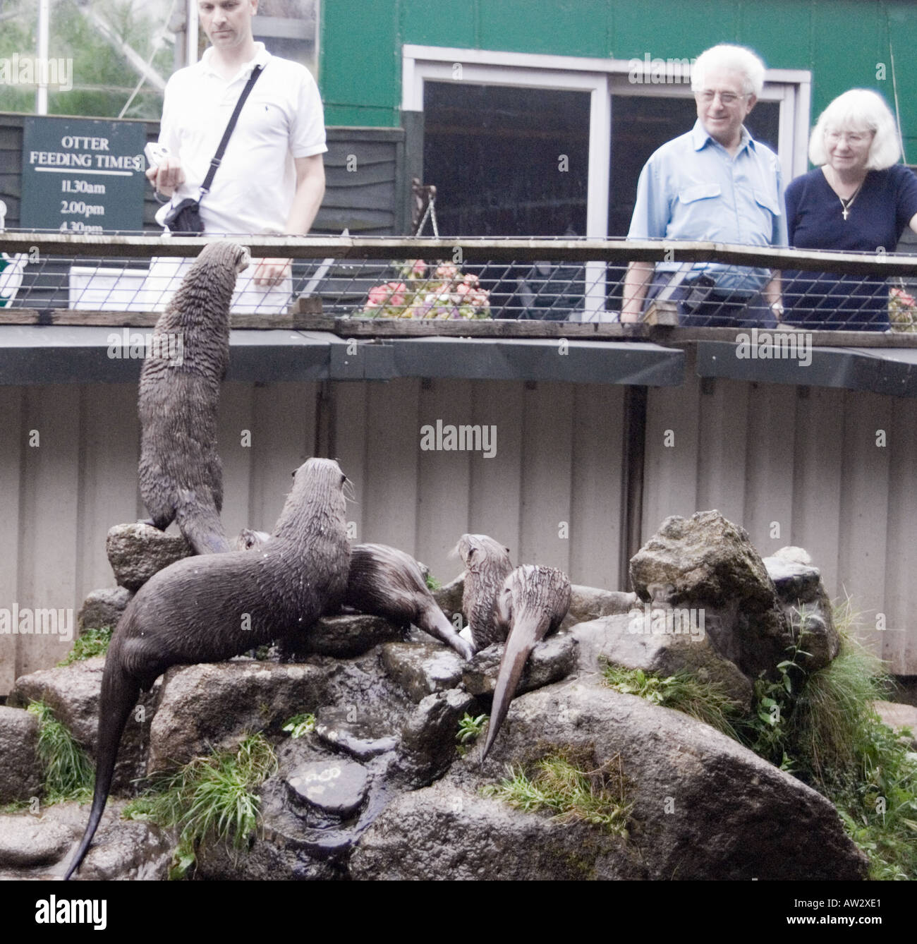 Die Buckfast Butterfly Farm & Otter Heiligtum Holne, Devon West Land England Otter Tourist Tourismus Besucher Stockfoto