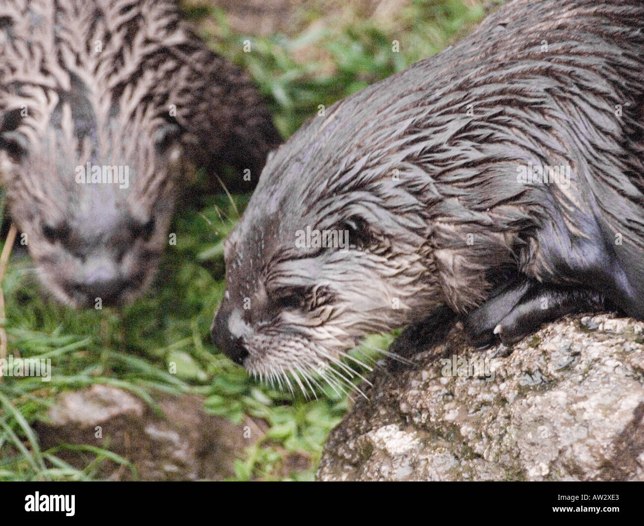 Die Buckfast Butterfly Farm & Otter Heiligtum Holne, Devon West Land England Otter Tourist Tourismus Besucher Stockfoto