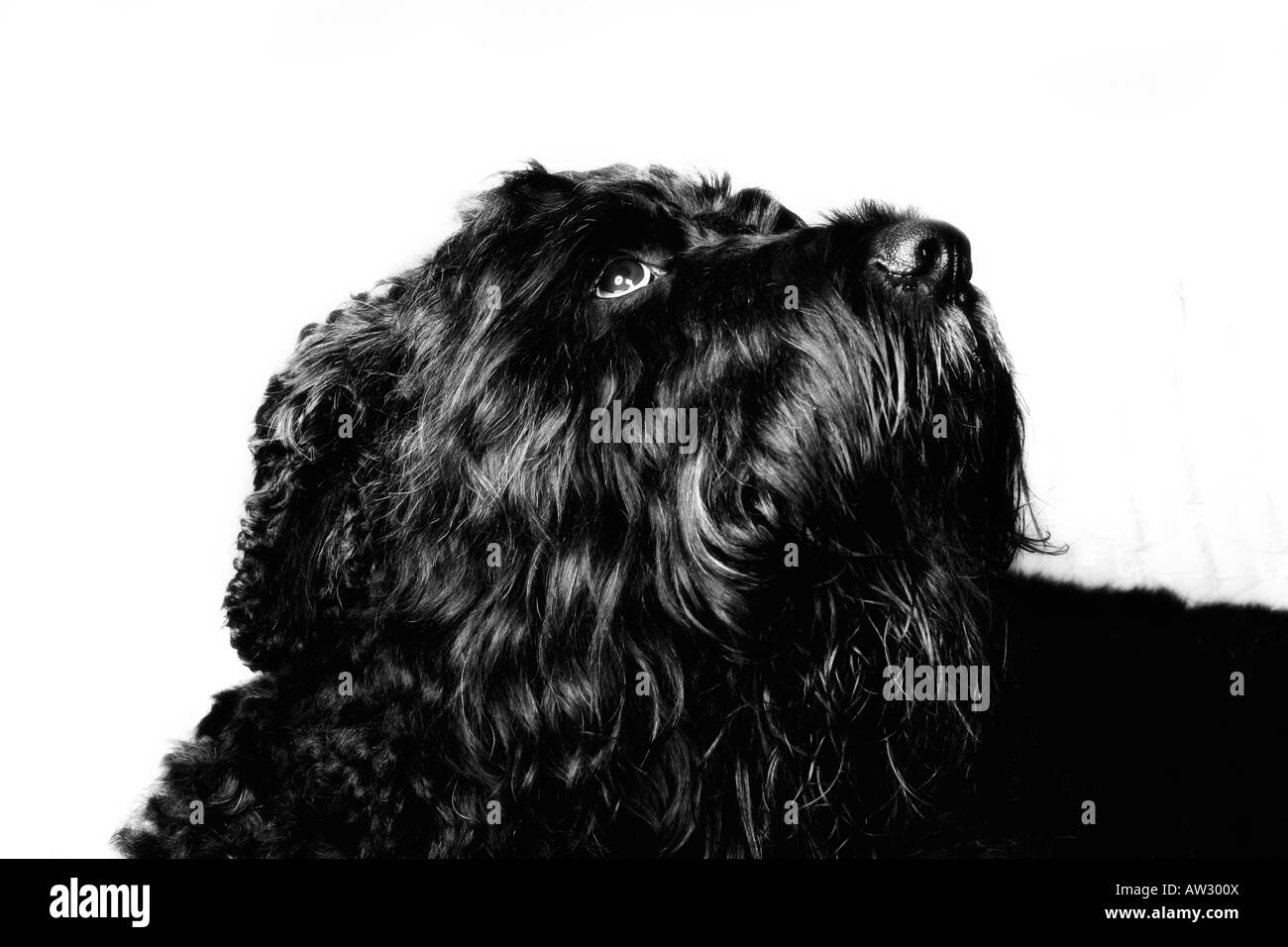 Schwarze Terrier. Stockfoto