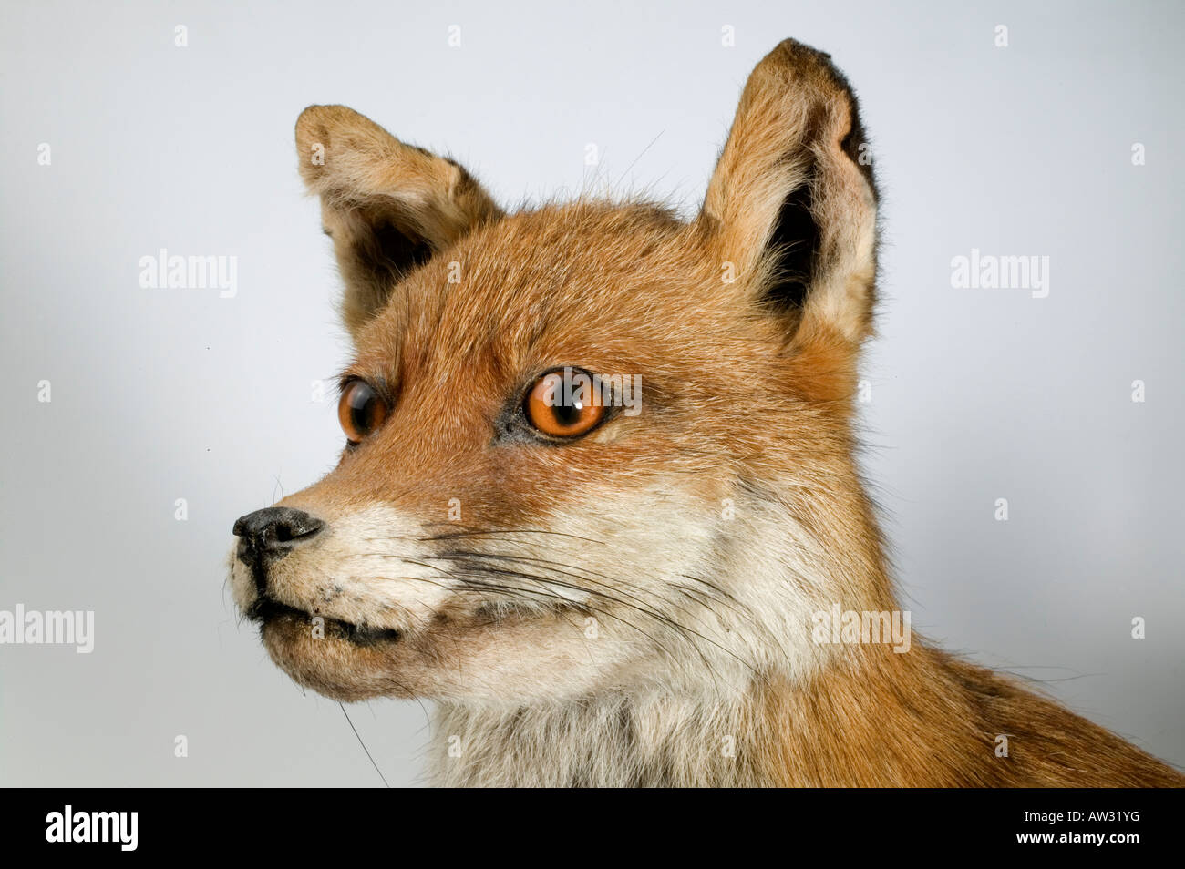 Rotfuchs Red fox Stockfoto