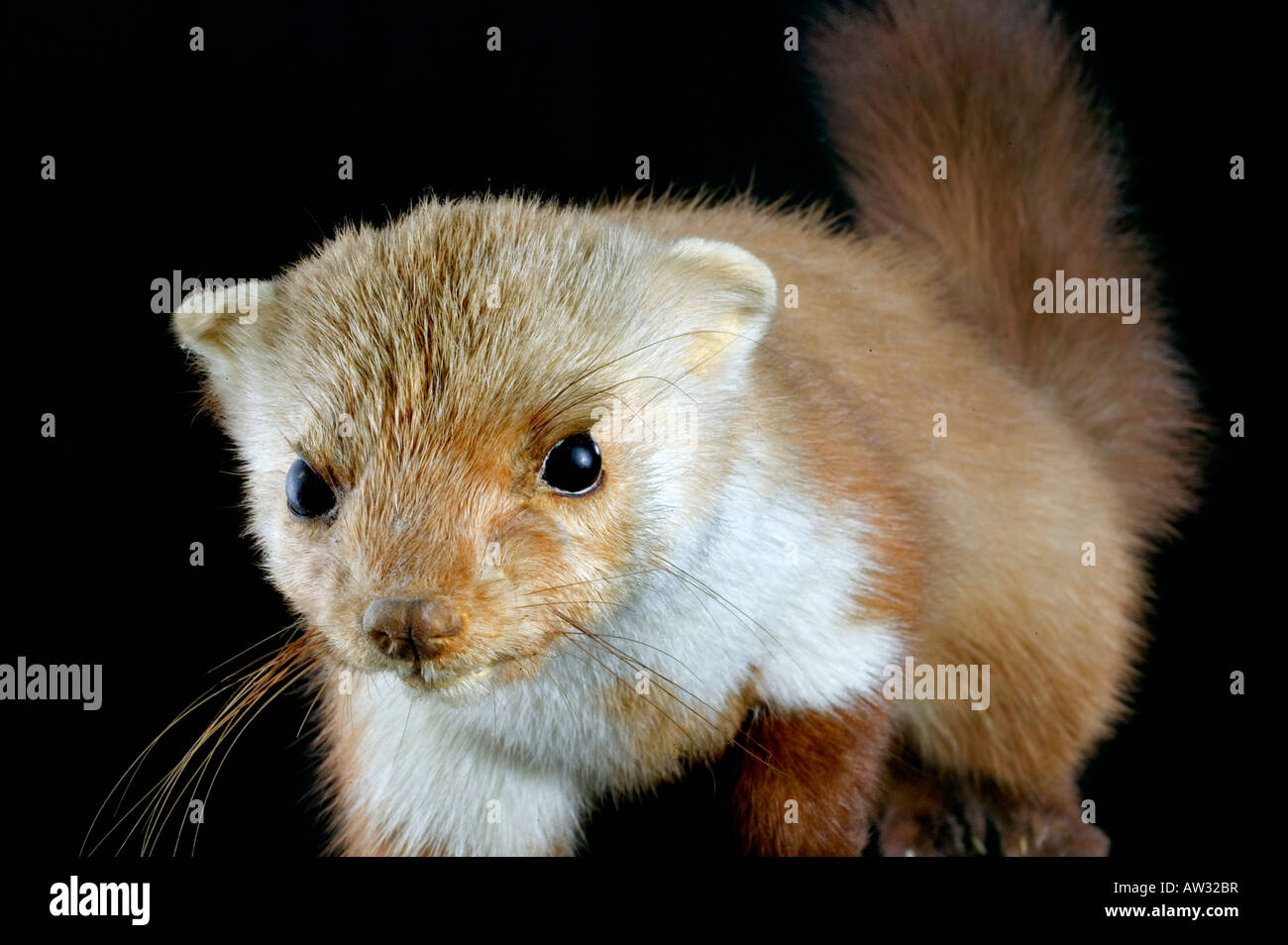 Steinmarder, Steinmarder, Stofftier Stockfoto