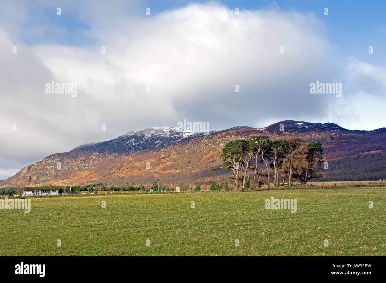 Caledonian Pinien Newtonmore Stockfoto