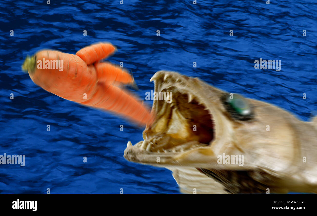 Ausgestopfter Zander Zander Sander Lucioperca Zubereitung Fisch gefüllt Stockfoto