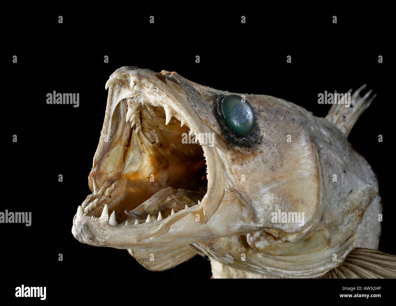 Ausgestopfter Sander Lucioperca, Zander Hecht Barsch, Vorbereitung, Fisch gefüllt Stockfoto