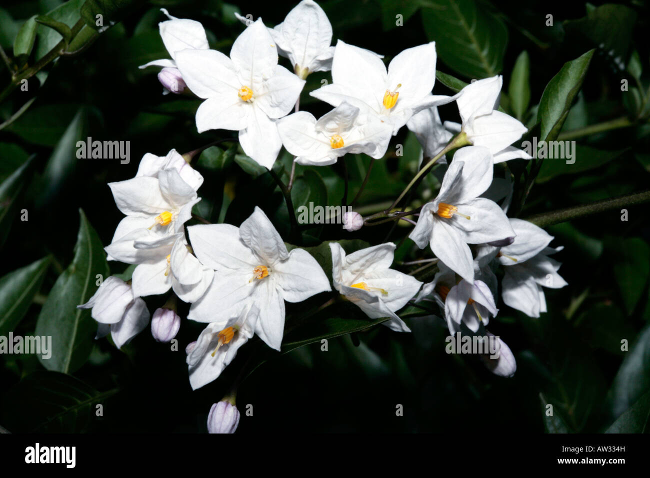 Kartoffel Creeper/Potato Vine/Jasmin Nachtschatten/Kartoffel Pflanze - Solanum Jasminoides - Familie Solanaceae Stockfoto