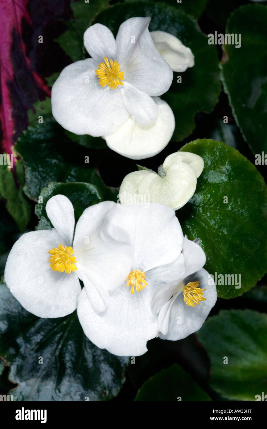 Begonie Hybrid-Familie Begoniaceae Stockfoto