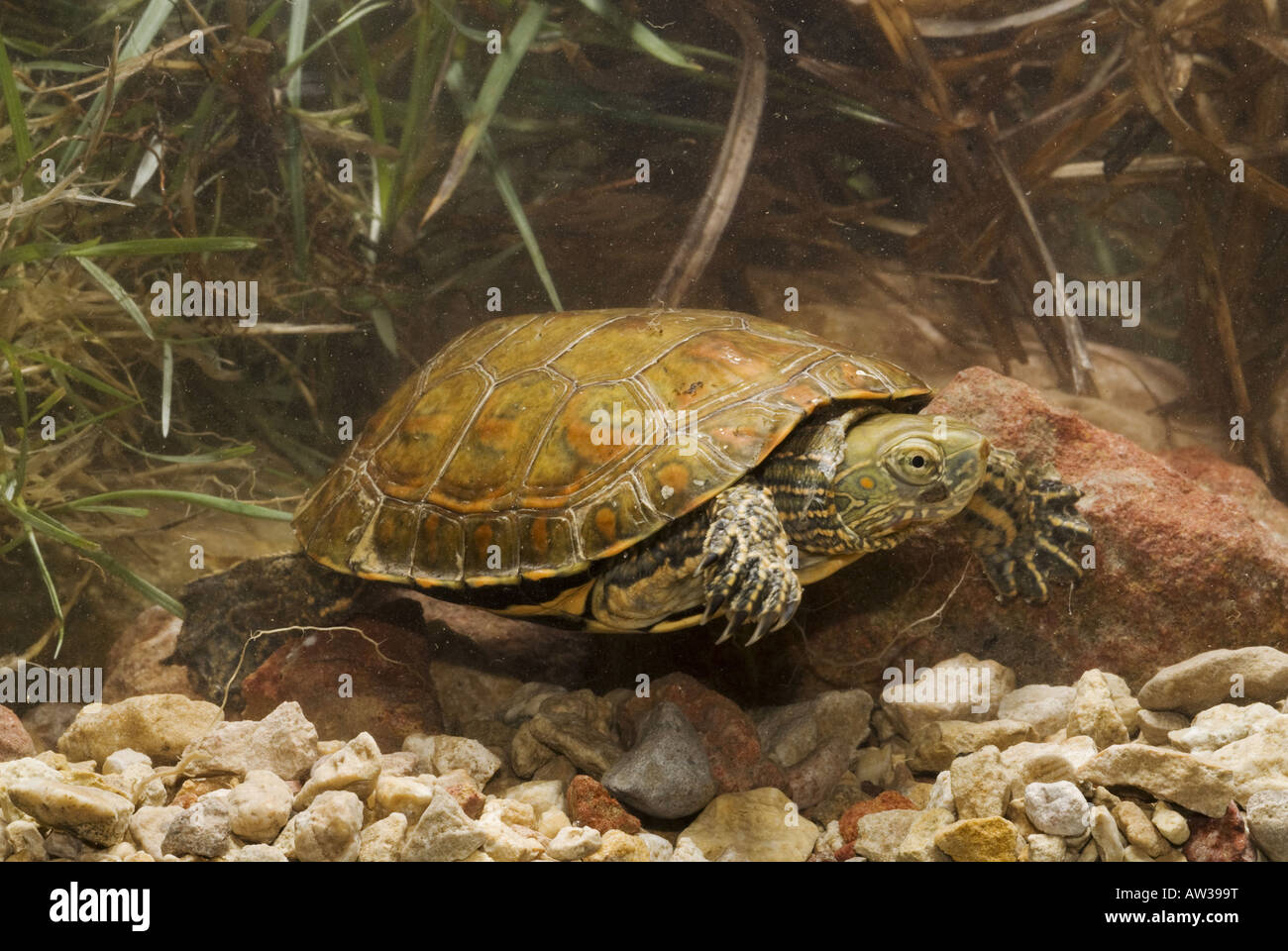Maurish-Schildkröte, Mittelmeerschildkröte (Mauremys Leprosa, Clemys Leprosa), Diviing, Spanien, Andalusien, Biotope El Torcal Stockfoto