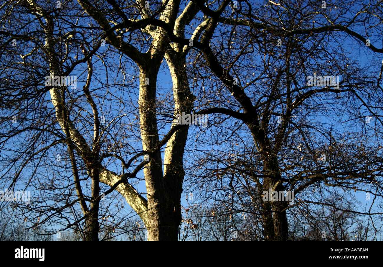 Winter Baum Zweige Stockfoto