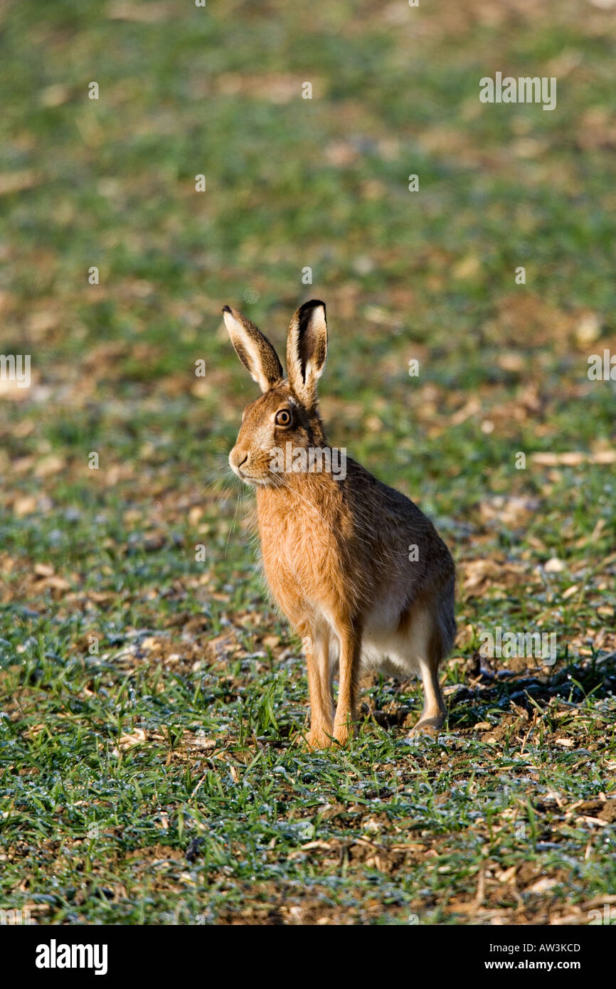 Brauner Hase Lepus Capensis stehend mit Ohren oben schauen aufmerksam auf Ackerland Therfield hertfordshire Stockfoto
