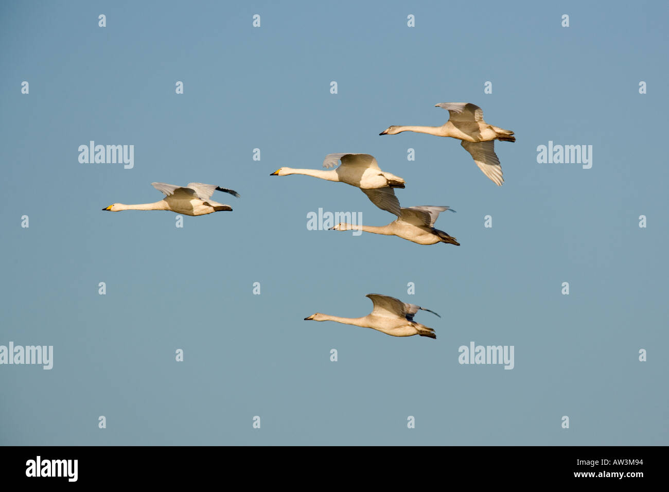 Gruppe der Singschwan Cygnus Cygnus Gruppe im Flug mit schönen blauen Himmel Welney Norfolk Stockfoto