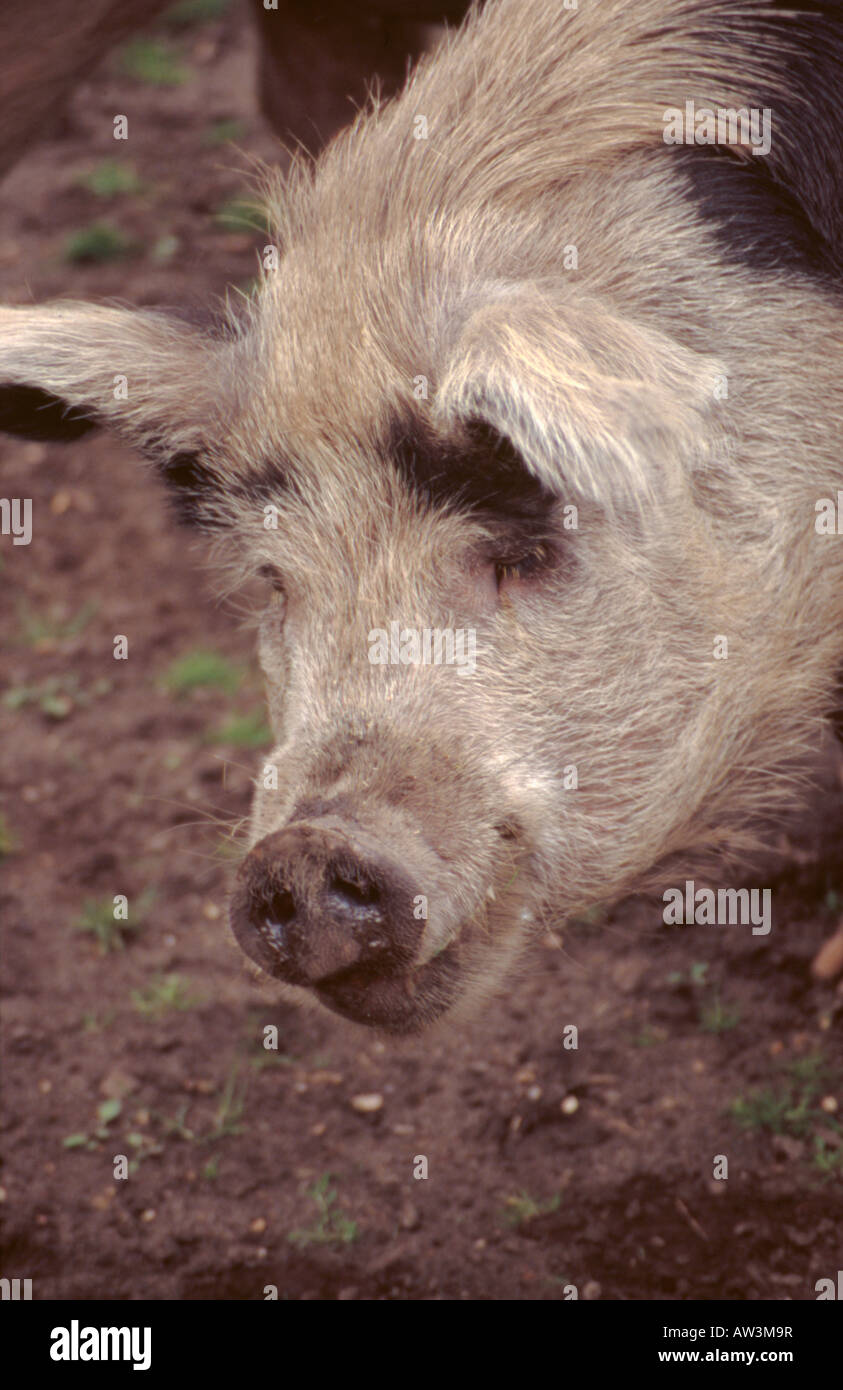 "Gloucestershire alten Spot" Schwein, England, UK. Stockfoto