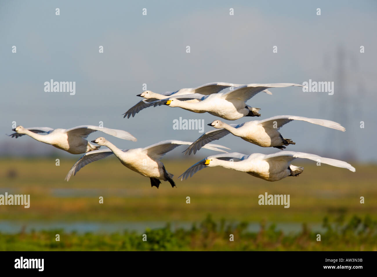 Singschwan Cygnus Cygnus Gruppe Landung mit Welney im Hintergrund Welney Norfolk wäscht Stockfoto