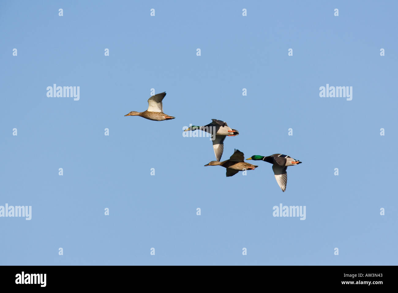 Gruppe der Stockente Anas Platyrhynchos im Flug mit blauem Himmel Hintergrund Welney Norfolk Stockfoto