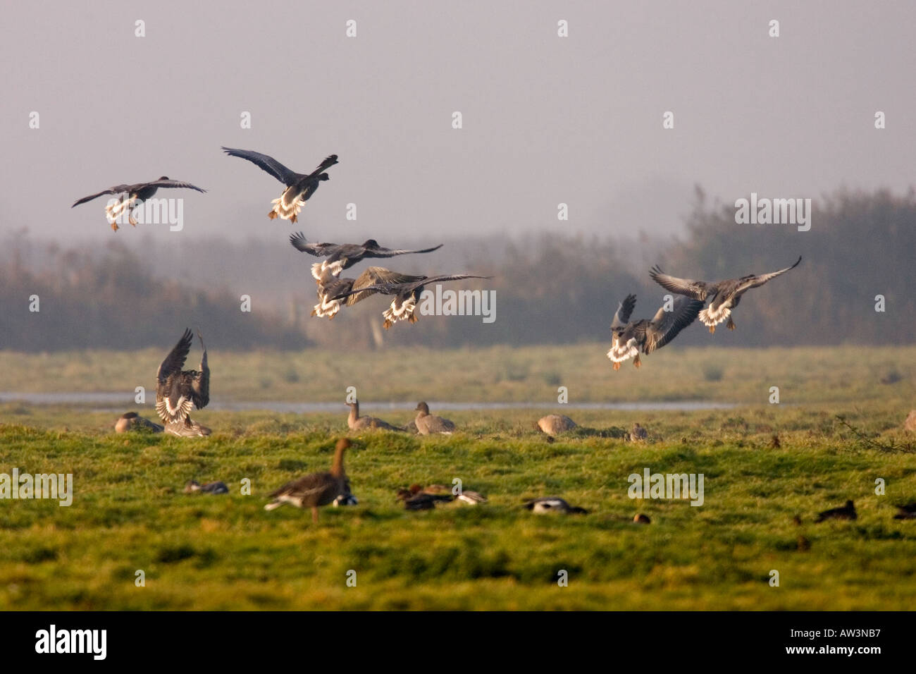 Weiße fronted Gans Anser Albifrons fliegen im Land bei Lady Ann s fahren Holkham Stockfoto
