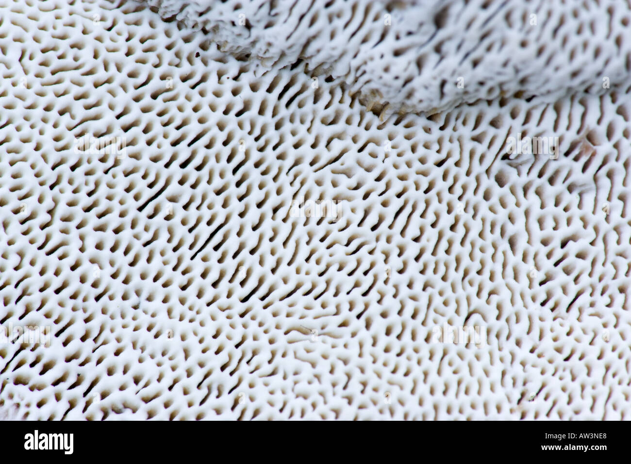 Unterseite des eine Halterung Pilz zeigt Detail Od Oberfläche ashridge Stockfoto