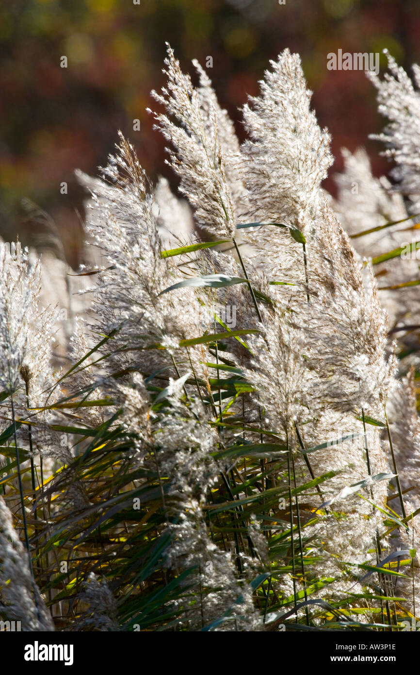 Gemeinsamen Schilf Phragmites Australis hinterleuchtete Fowlmere RSPB reservieren Stockfoto