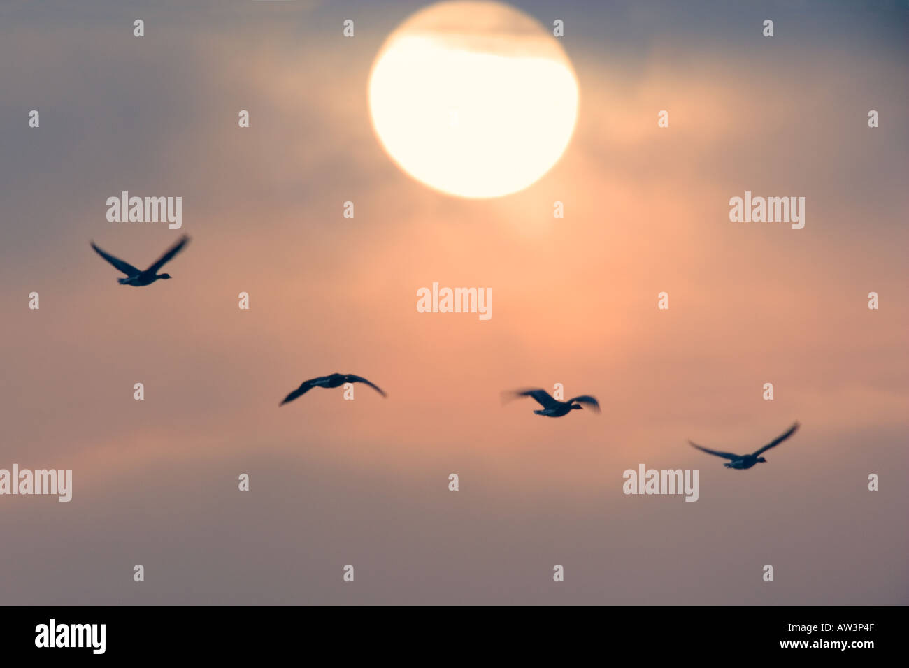 White fronted Gans Anser Albifrons Fly in bei Lady Ann s Laufwerk mit Sonne im Hintergrund Holkham bei Sonnenaufgang Stockfoto