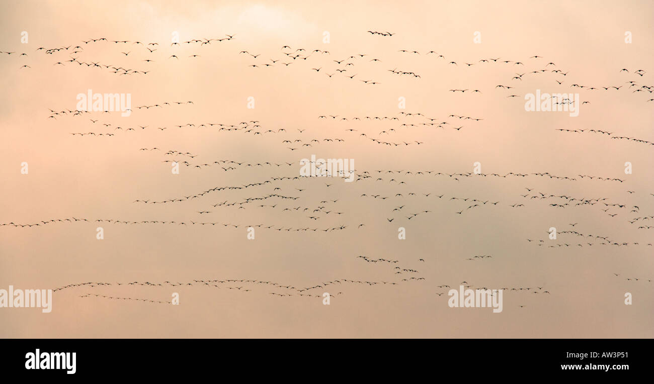 White fronted Gans Anser Albifrons Fly in bei Lady Ann s fahren Holkham bei Sonnenaufgang Stockfoto