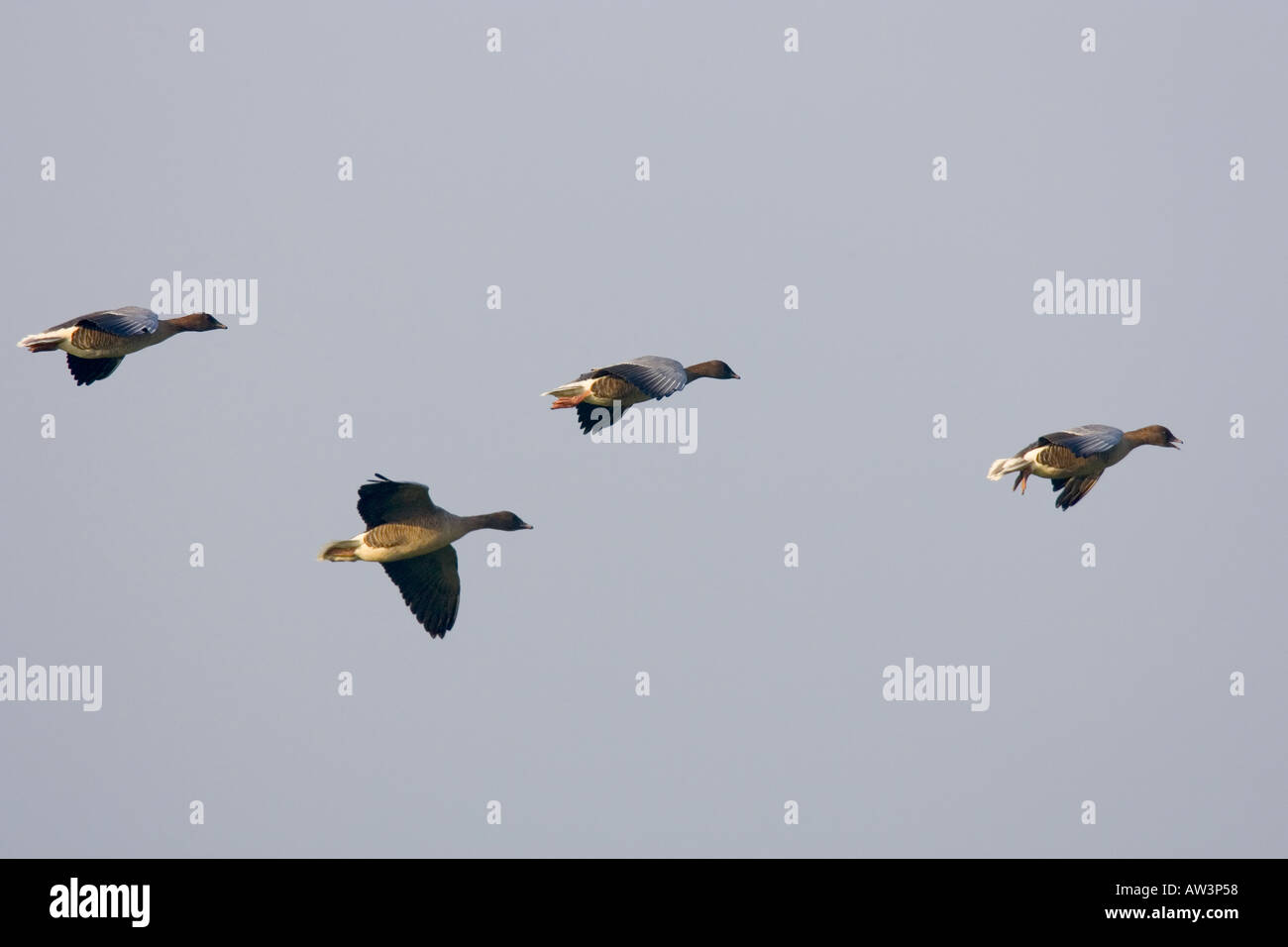 Weiß-konfrontierte Gans Anser Albifrons Fly in bei Lady Ann s fahren Holkham gegen blauen Himmel Stockfoto