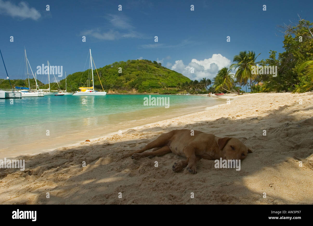 Fauler Hund, Mayreau St Vincent Stockfoto
